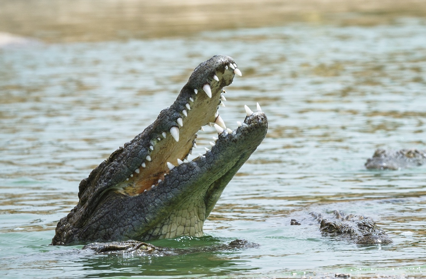 Crocoparc Agadir